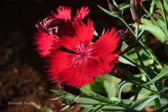 Dianthus chinensis